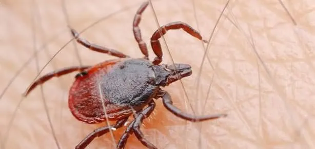 Piknikçilere kene uyarısı