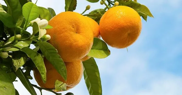 ruyada mandalina gormek ne anlama gelir takvim