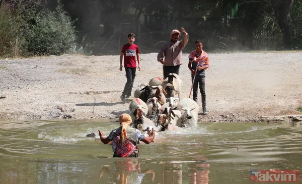 Denizli'de 8 asırlık gelenek! Koyunları Menderes Nehri'nden geçirdiler - 8