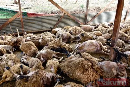 Ağıla giren genç adam şoku yaşadı! Gümüşhane’de kurtların saldırısı sonucu 103 koyun telef oldu, 43 koyun yaralandı