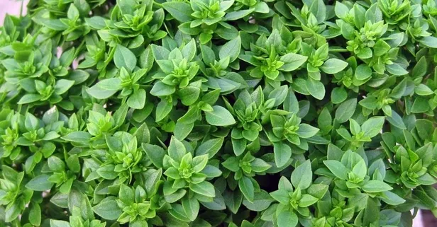 Rüyada fesleğen görmek ne anlama gelir?