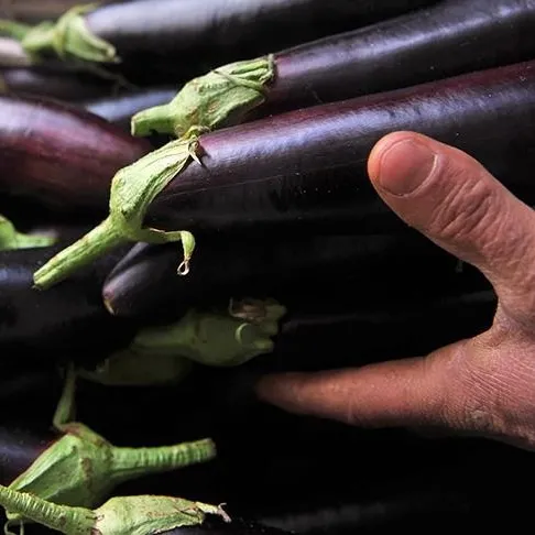 Hazımsızlığa patlıcan