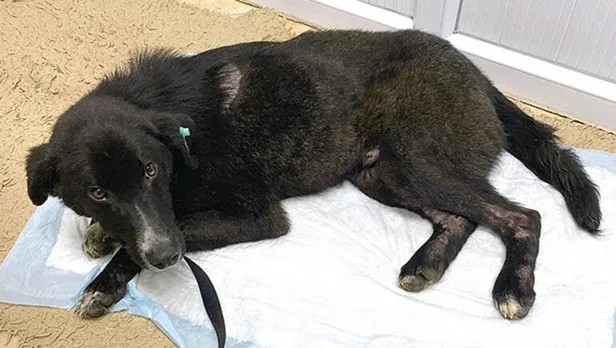 Pendik Belediyesi'nin ezdiği köpeği İBB ölüme terk etti!-1