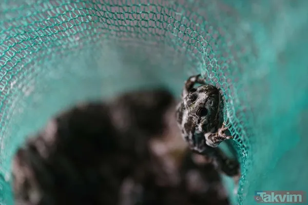 Günlük 900 lira kazanıyorlar! Türkiye'nin birçok ilinden toplanan kurbağalar Avrupa'ya ihraç ediliyor - 42