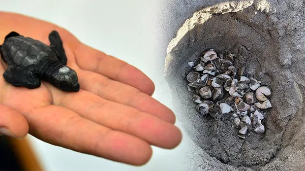 Son dakika: Marmara Denizi'nde ilk kez caretta carettalar görüldü-2