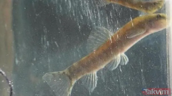 Leonardo DiCaprio’nun Türkiye paylaşımı heyecan yarattı! 47 yıl sonra ortaya çıktı: Batman Bantlı Çöpçü Balığı - 1