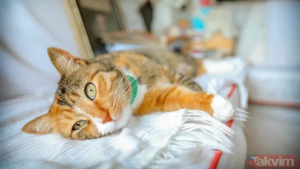 Plastik Şişeler Kediler Plastik Şişelerle Oynamayı Severler. Boş Bir Şişeyi Kumla Doldurabilir Ve Kedinize Oynaması İçin Verebilirsiniz.