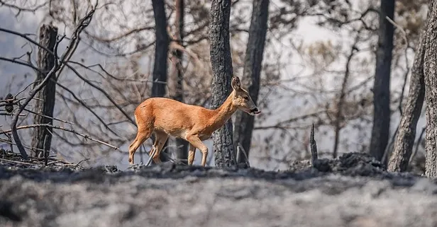 Alevlerden kaçış: Çanakkale'de yangından kurtulmaya çalışan karacanın görüntüleri kamerada