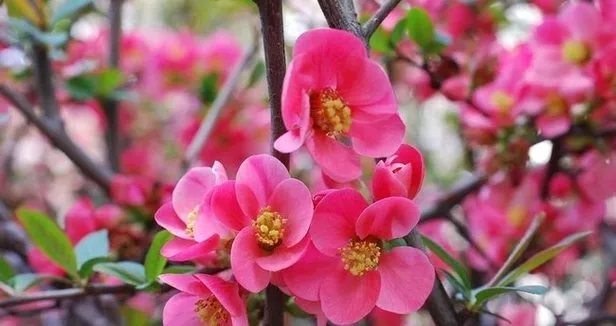 https www takvim com tr yasam 2021 02 06 cemre havaya ne zaman dusecek 2021 ilk cemre hangi tarihte nereye dusecek