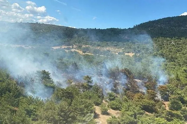 İzmir Bergama'da orman yangını!