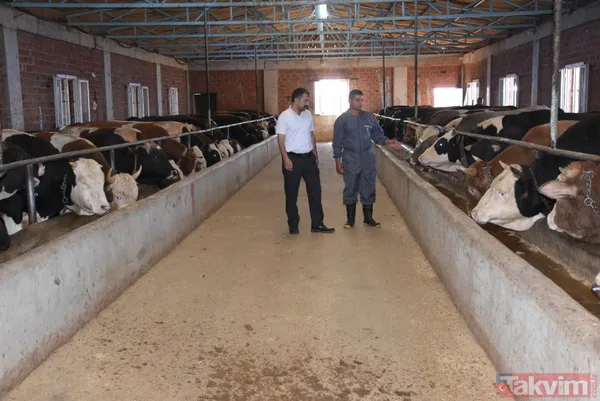 Devlet teşvikiyle 20 büyükbaş alarak çiftlik kurdu üretimi 2 yılda 10 katına çıkardı - 5