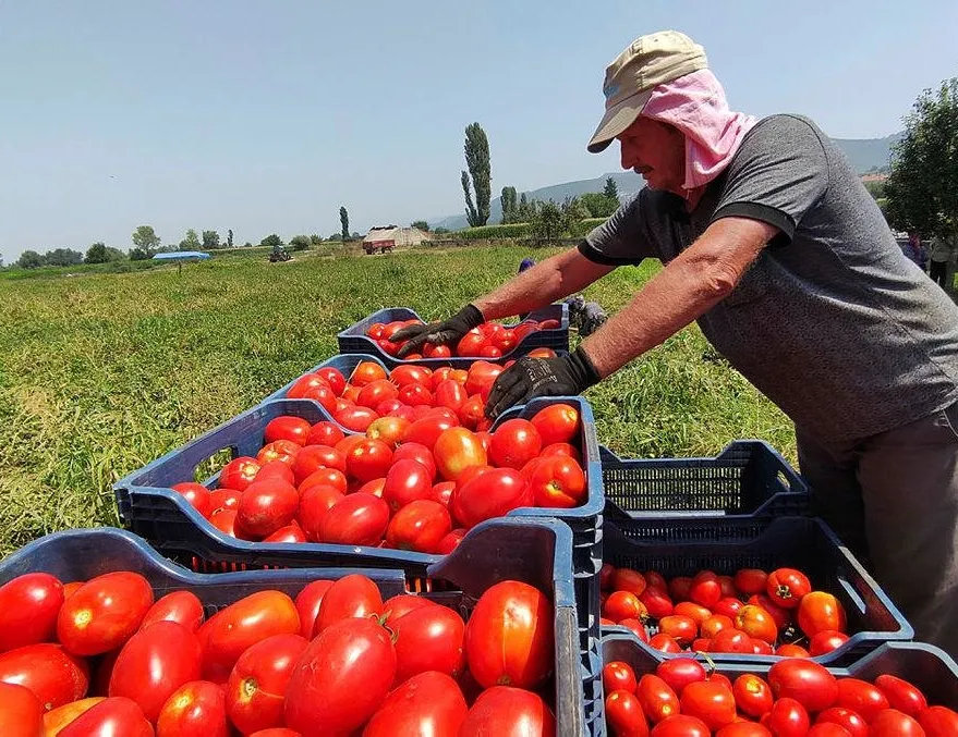 Tarlada 50 kuruş markette 12 lira