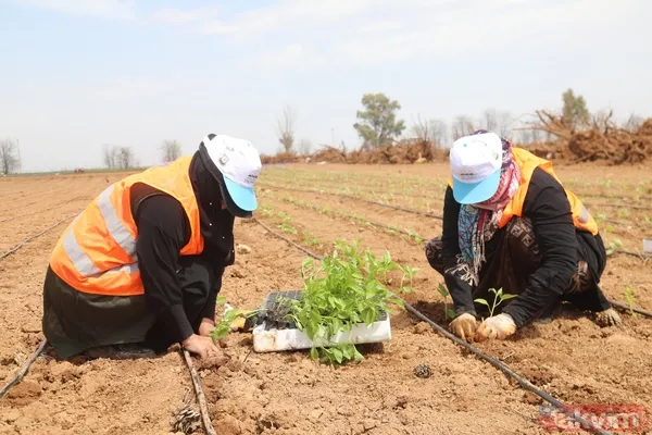 Önemli adım! Şanlıurfa yerli tohumlarla kendi biberini üretiyor - 5