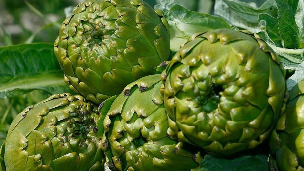 Hazımsızlığa enginar!