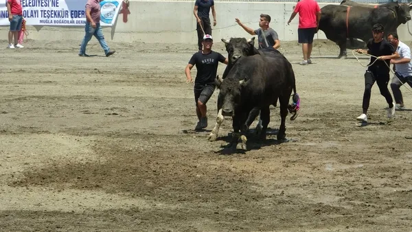 hizini-alamayan-kizgin-boga-sahibini-olduruyordu-1655667503590.jpg