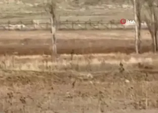 Bayburt’un köylerinde kurt sürüleri görüldü