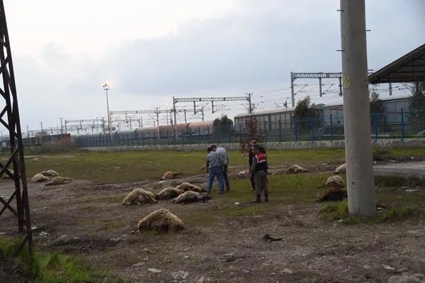 İki dakikada 31 hayvan telef oldu!-3