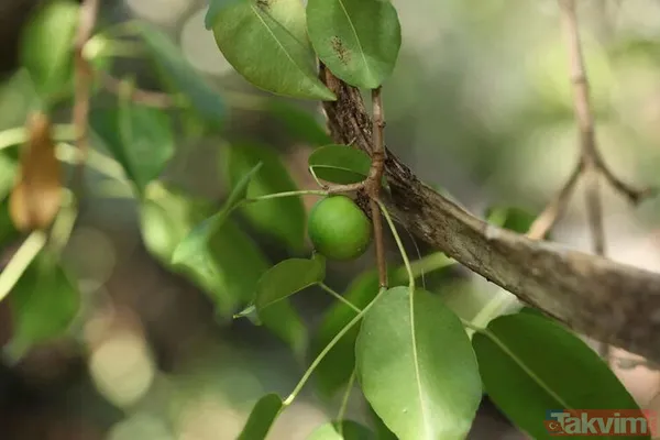 Dünyanın en tehlikeli ağacı! Dallarının altında durmak bile öldürebilir - 7
