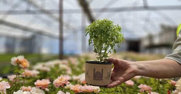 Fesleğenin faydaları saymakla bitmiyor