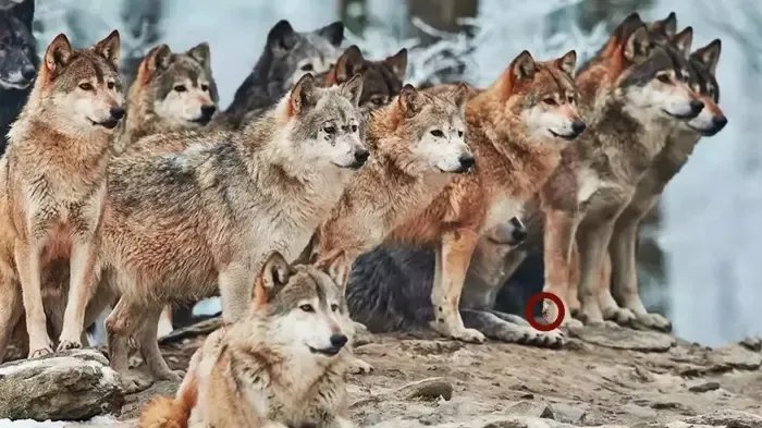 Bu IQ Zeka Testini Kimse Yapamaz! Kurtların İçindeki Yavru Kedi Nerede? 919 Kişiden 32'si 10 Saniyede Bulabildi-7