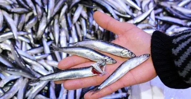 Hamsi 8 TL ’ye indi