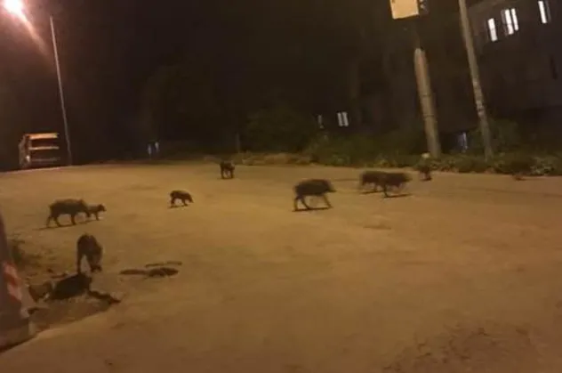 Kuşadası’nda domuz sürüsü şehre indi!