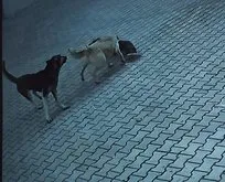 Sivas’ta başıboş köpekler 10 yaşındaki Berrak Kılıç’a saldırdı