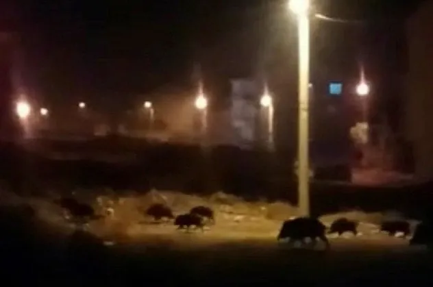 Kütahya'da aç kalan domuzlar mahalleye indi