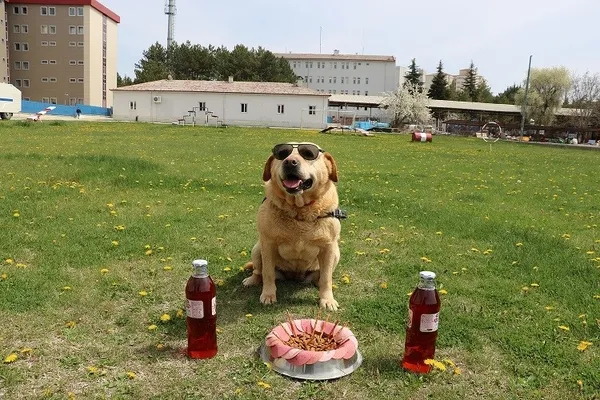 jandarmanin-goz-bebegi-iz-kopegi-hisar-emekli-oldu-1619764477195.jpg Jandarma'nın göz bebeği iz köpeği Hisar emekli oldu-4