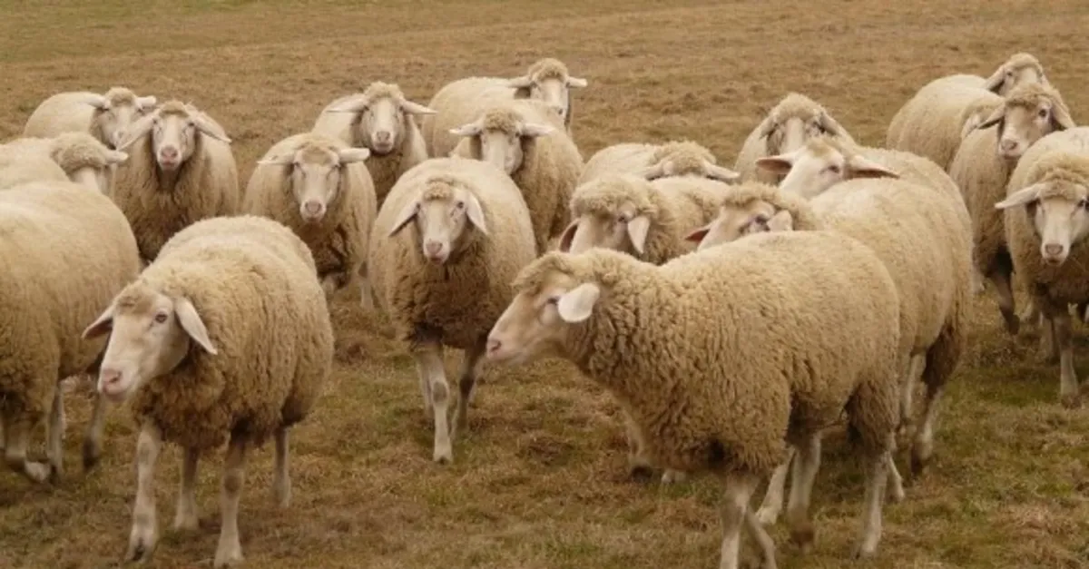 2021 koyun kredisi veren bankalar