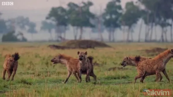 Cesur aslan onlarca sırtlanın arasında girdi! Vahşi doğada şoke eden kare! Sonrasında ise kaçınılmaz ölüm - 37