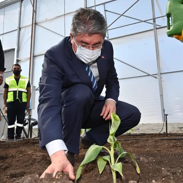 turkiyede-bir-ilk-organize-sanayi-bolgesine-muz-serasi-kuruldu-1633242330673.jpg Türkiye'de bir ilk! Organize sanayi bölgesine muz serası kuruldu-4