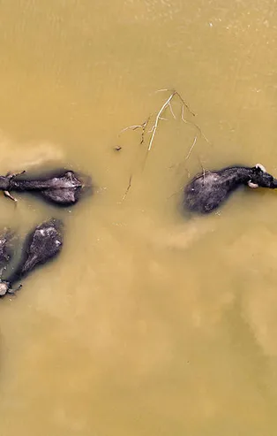 Arnavutköy'de Afrika'yı aratmayan görüntüler!