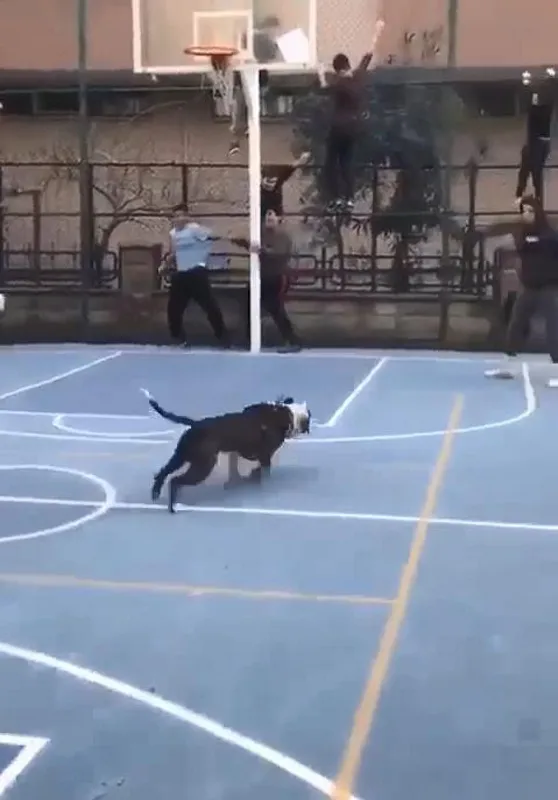 pitbullla-saka-cocuklara-dehseti-yasatti-tasmasini-kopardi-cocuklar-tellere-tirmandi-1650196645055.jpg Pitbull'la şaka çocuklara dehşeti yaşattı! Tasmasını kopardı çocuklar tellere tırmandı-9