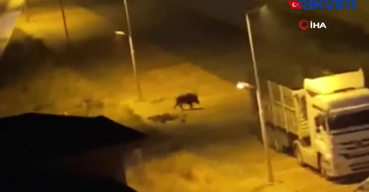 Malatya’da aç kalan domuzlar şehre indi