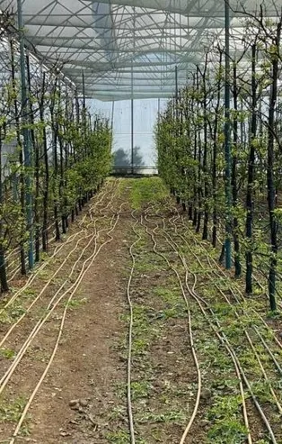 Tanesi 20 lira! Kış ortasında erik hasadı