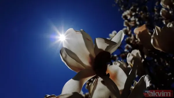 Çiçek Dolunayı Nedir? 🌷Almanac Sitesinde Yer Alan Bilgilere Göre, Her Yıl Mayıs Ayında Gökyüzünde Beliren Ve Doğanın Uyanışını Temsil Eden Çiçek Dolunayı,...