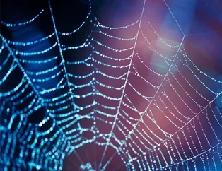 Rüyada ağ görmek ne anlama gelir?