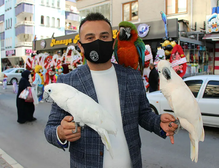 Araba fiyatına papağan