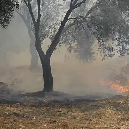 Balıkesir’deki yangınlar kontrol altında