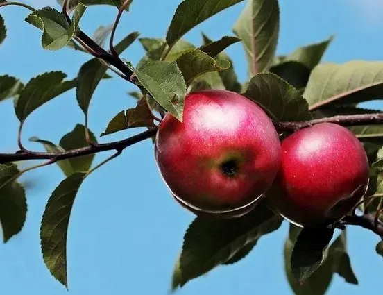 20 ülkeye karaman elması