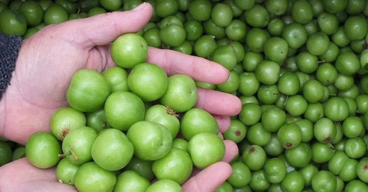 yesil erik altini gecti 750 tl takvim