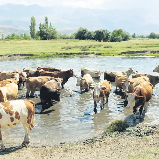 60 bin TL maaşla çoban aranıyor