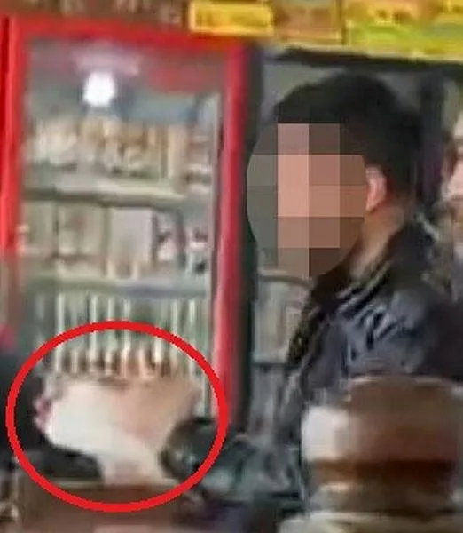 basibos-kopek-sadirilari-bitmiyor-pitbull-sonra-sokak-kopegi-saldirdi-1668164405543.jpeg Başıboş köpek sadırıları bitmiyor! Önce pitbull sonra sokak köpeği saldırdı-2