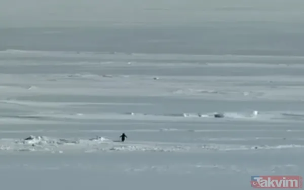 Son bakışı herkesi hüngür hüngür ağlattı! İşte başına buyruk nihilist penguenin hikayesi - 11