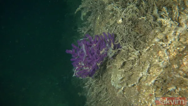 SON DAKİKA: Marmara Denizi'ni kaplayan deniz salyası (müsilaj) nedeniyle ölçüm cihazı bile su altına inemedi - 10