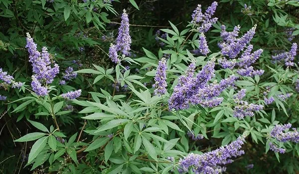 Hayıt otunun faydaları saymakla bitmiyor ama erkekler dikkatli tüketmeli-7