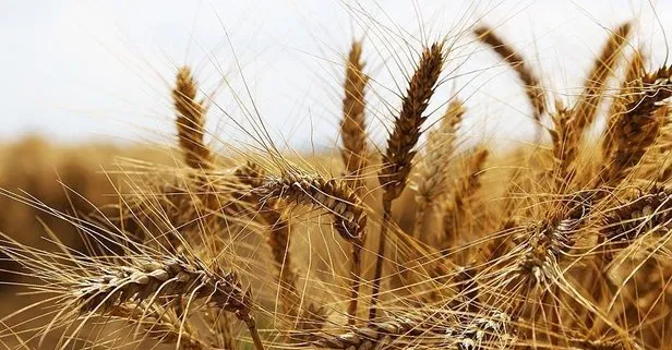 Çiftçiye müjde: Buğday ve arpa alım fiyatları belli oldu!