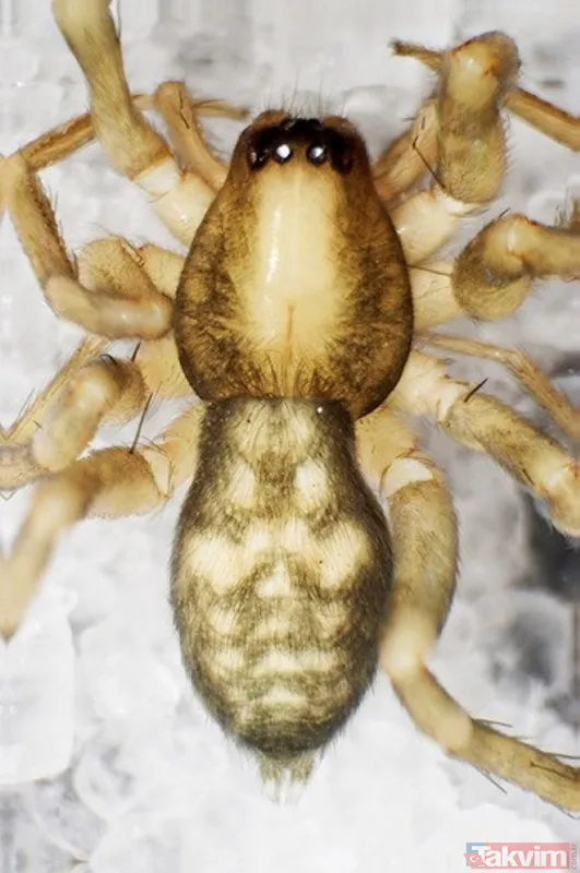 Dünyada sadece Kahramanmaraş'ın Göksun ilçesinde yaşıyor! Yeni keşfedilen örümceğe 'Turkocranum' ismi verildi - 8