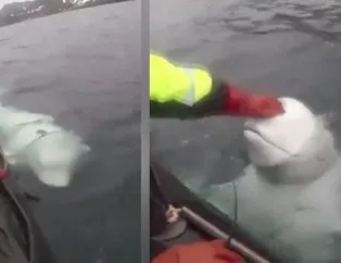 Askılı balina Rus casusu olabilir